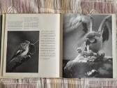 Vokiškas zoofotografijos vadovas - nuotraukos Nr. 2