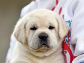 Kilmingi Labradoro retriverių veislės šuniukai - nuotraukos Nr. 36