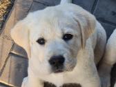 Kilmingi Labradoro retriverių veislės šuniukai - nuotraukos Nr. 37