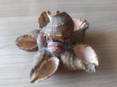 Senovinės peleninės iš kriauklių - nuotraukos Nr. 5