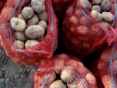 Daržovės į namus - nuotraukos Nr. 9