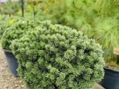 Miskantai, Bonsai, Kadagiai, Tujos, Skroblai. - nuotraukos Nr. 18