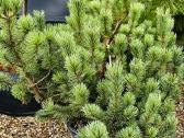 Miskantai, Bonsai, Kadagiai, Tujos, Skroblai. - nuotraukos Nr. 20
