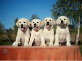 Kilmingi Labradoro retriverių veislės šuniukai - nuotraukos Nr. 7