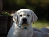 Kilmingi Labradoro retriverių veislės šuniukai - nuotraukos Nr. 17