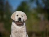 Kilmingi Labradoro retriverių veislės šuniukai - nuotraukos Nr. 25