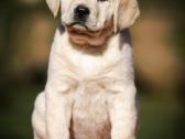 Kilmingi Labradoro retriverių veislės šuniukai - nuotraukos Nr. 30