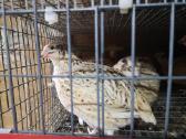 Putpelių gaidziukai 2€ vnt - nuotraukos Nr. 16