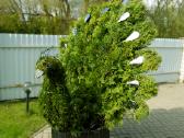 Augalų Skulptūros (Topiary), rėmai - nuotraukos Nr. 6