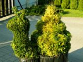Augalų Skulptūros (Topiary), rėmai - nuotraukos Nr. 14
