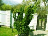 Augalų Skulptūros (Topiary), rėmai - nuotraukos Nr. 13