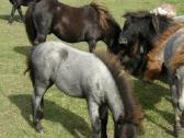 Shetland Pony arkliukai