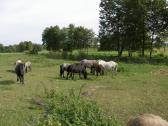 Shetland Pony arkliukai - nuotraukos Nr. 2