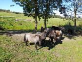 Shetland Pony arkliukai - nuotraukos Nr. 3
