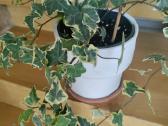 Kambarinė gėlė klevelis-"hedera". - nuotraukos Nr. 2