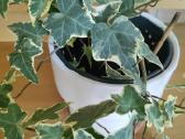 Kambarinė gėlė klevelis-"hedera". - nuotraukos Nr. 3