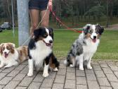 Mini Aussie /Miniatiūrinis amerikos avigan. /Mas - nuotraukos Nr. 6