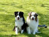 Mini Aussie /Miniatiūrinis amerikos avigan. /Mas - nuotraukos Nr. 15