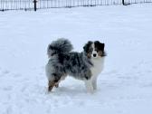 Mini Aussie /Miniatiūrinis amerikos avigan. /Mas - nuotraukos Nr. 17