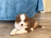 Mini Aussie /Miniatiūrinis amerikos avigan. /Mas - nuotraukos Nr. 18