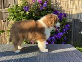 Mini Aussie /Miniatiūrinis amerikos avigan. /Mas - nuotraukos Nr. 19