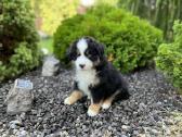 Mini Aussie /Miniatiūrinis amerikos avigan. /Mas - nuotraukos Nr. 20