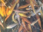 Koi karpis, mailius izuvinimui, zuvys izuvinimui - nuotraukos Nr. 3