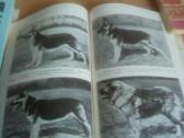 Tarnybinių šunų klubas - nuotraukos Nr. 3