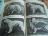 Tarnybinių šunų klubas - nuotraukos Nr. 4