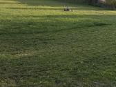 Pjaunu,malkas, žolę,trimeriu,žolepjove, ajaruoju - nuotraukos Nr. 18