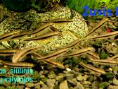 Įvairios akvariumo žuvytės, augalai, maistelis - nuotraukos Nr. 4