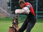 Carmell Marschal Dogs FCI - nuotraukos Nr. 34