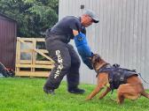 Carmell Marschal Dogs FCI - nuotraukos Nr. 25