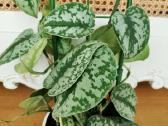 Kambarinė gėlė "Scindapusus Pictus Exotica". - nuotraukos Nr. 5