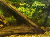 Parduodu akvariuminius šamukus - ancitrusus - nuotraukos Nr. 4