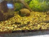 Parduodu akvariuminius šamukus - ancitrusus - nuotraukos Nr. 6