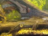 Parduodu akvariuminius šamukus - ancitrusus - nuotraukos Nr. 2