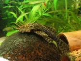 Parduodu akvariuminius šamukus - ancitrusus - nuotraukos Nr. 3