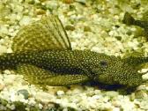 Parduodu akvariuminius šamukus - ancitrusus