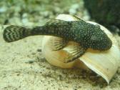Parduodu akvariuminius šamukus - ancitrusus - nuotraukos Nr. 7