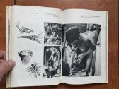 Etore Bioka "Janoama" 1975 metai - nuotraukos Nr. 5