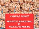 Bulves Marijampole Vilkaviskis pristatau nemokamai - nuotraukos Nr. 19