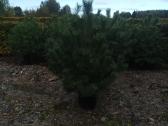 Juodosios pušys (Pinus nigra) - nuotraukos Nr. 3