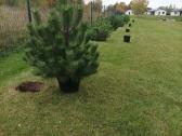 Juodosios pušys (Pinus nigra)