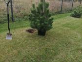Juodosios pušys (Pinus nigra) - nuotraukos Nr. 2