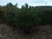 Juodosios pušys (Pinus nigra) - nuotraukos Nr. 4