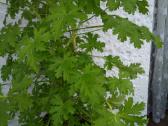Gele pelargonija-jeronimas