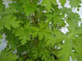 Gele pelargonija-jeronimas - nuotraukos Nr. 2