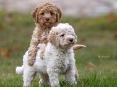 Nuostabieji Lagotto Romagnolo (Romanijos Vandens) - nuotraukos Nr. 6