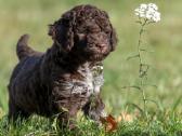 Nuostabieji Lagotto Romagnolo (Romanijos Vandens) - nuotraukos Nr. 7